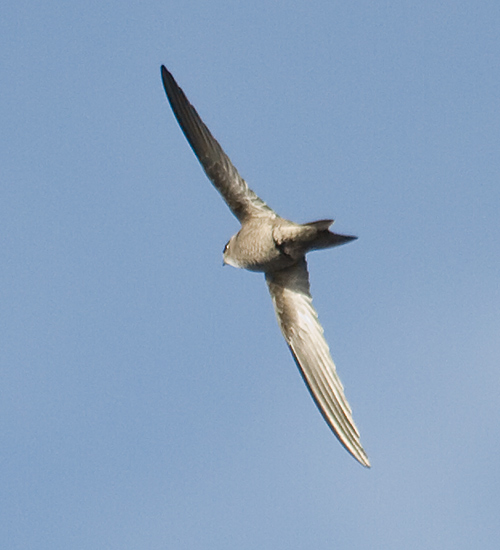 Pallid Swift