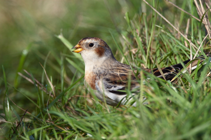 Snow Bunting