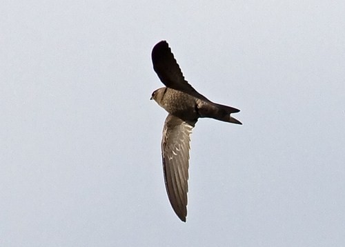 Pallid Swift