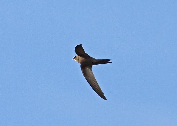 Pallid Swift