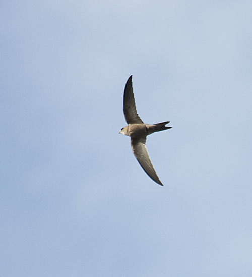 Pallid Swift