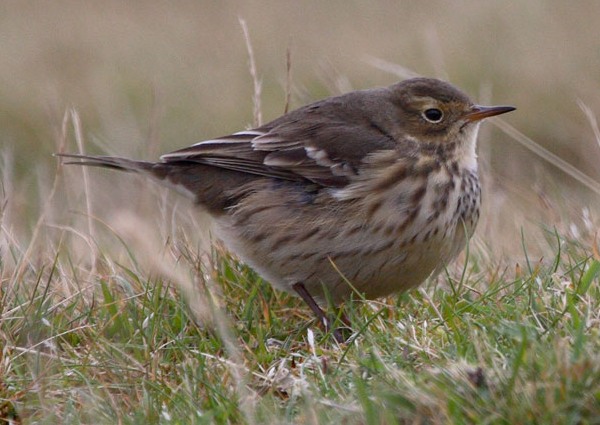 Buff-bellied Pipit