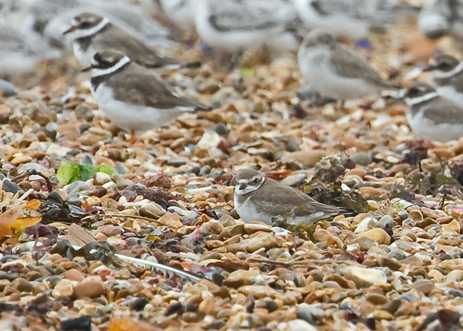 Semipalmated Plover