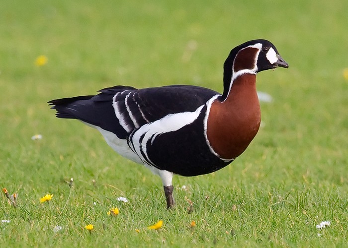 Red-breasted Goose