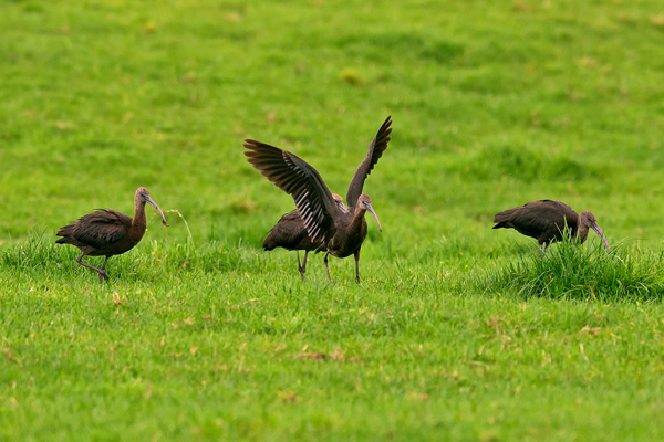 Glossy Ibis