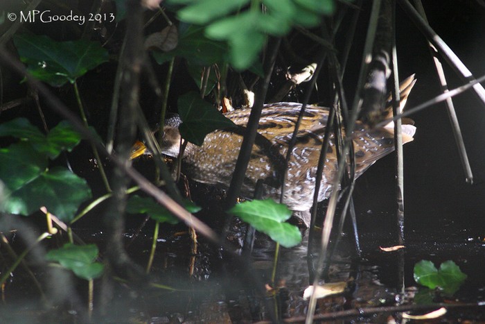 Spotted Crake