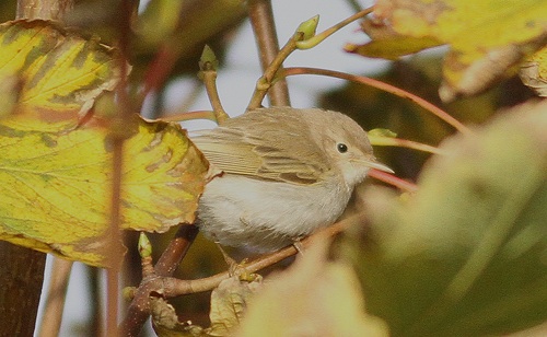 Western Bonelli's Warbler