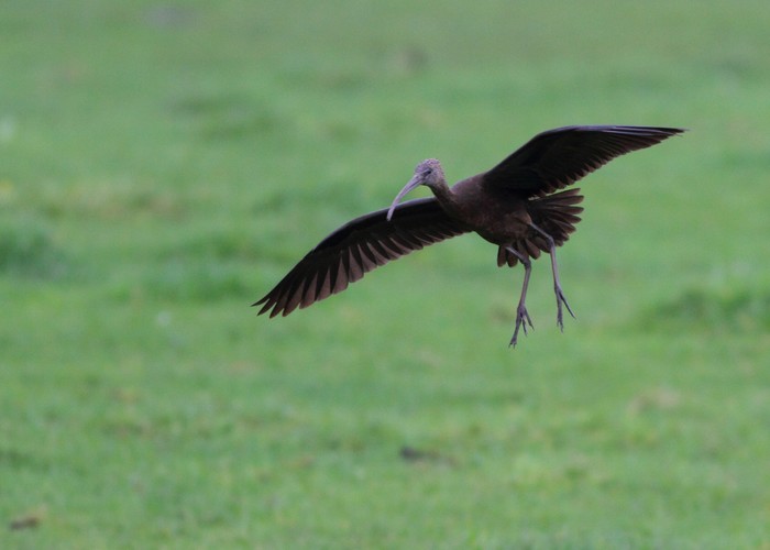 Glossy Ibis