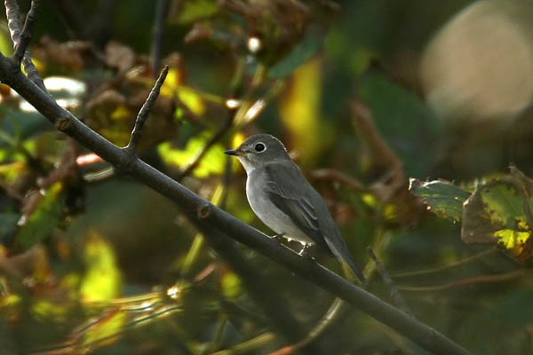 Brown Flycatcher