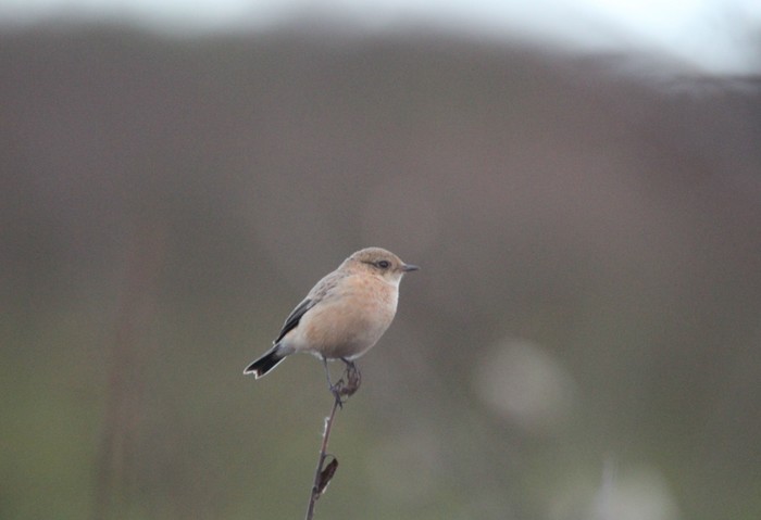 Siberian Stonechat