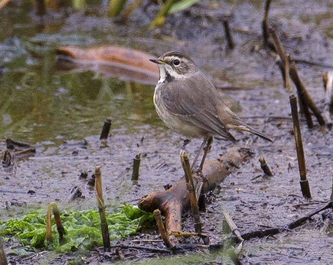 Bluethroat