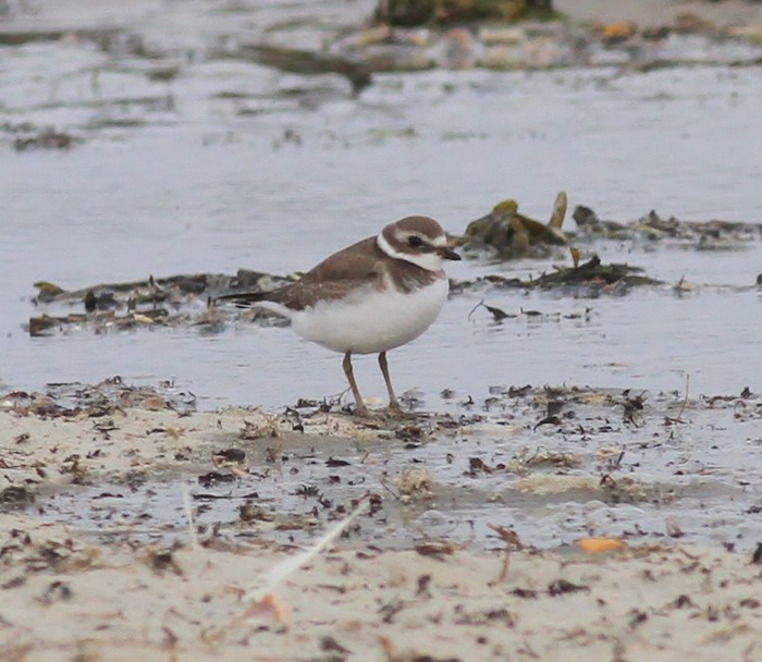 Semipalmated Plover