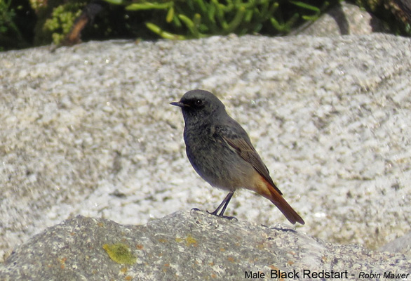 Black Redstart