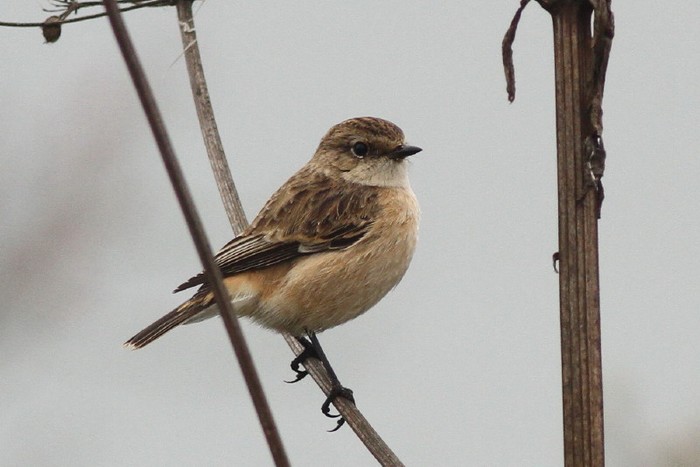 Siberian Stonechat