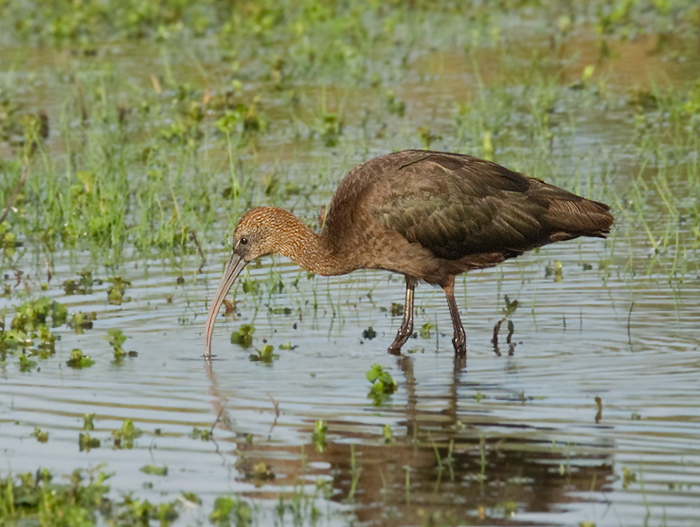 Glossy Ibis