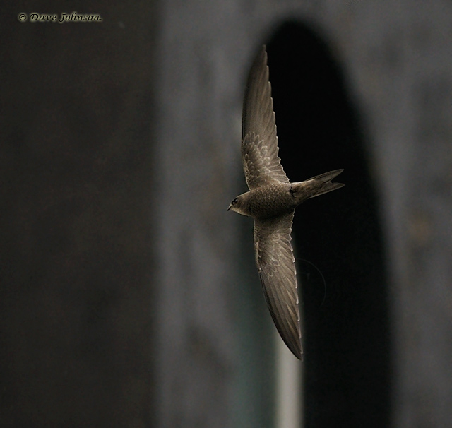 Pallid Swift