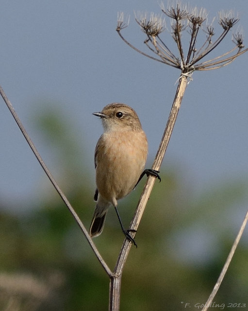 Siberian Stonechat
