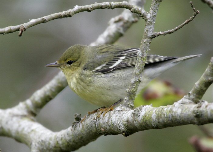 Blackpoll Warbler