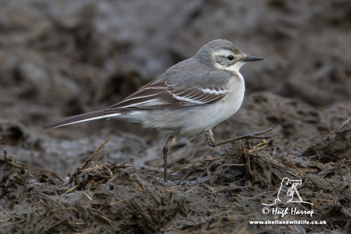 Citrine Wagtail