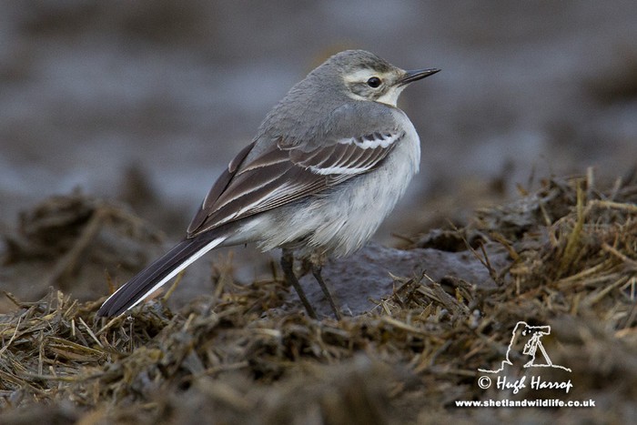 Citrine Wagtail