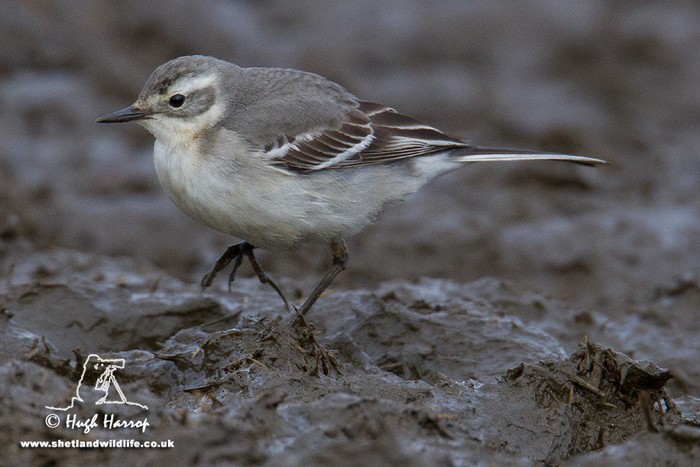 Citrine Wagtail