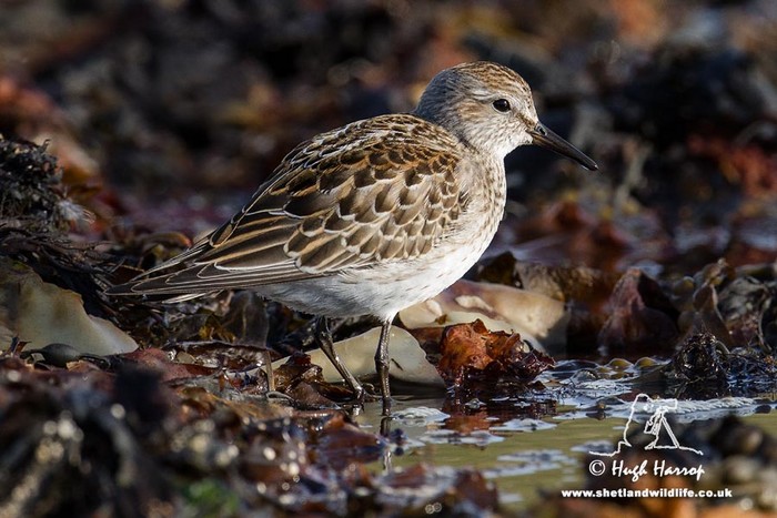 White-rumped Sandpiper