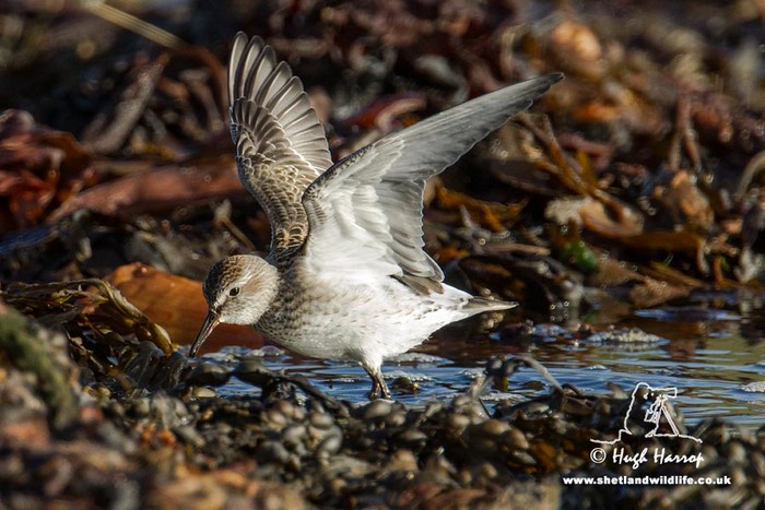 White-rumped Sandpiper