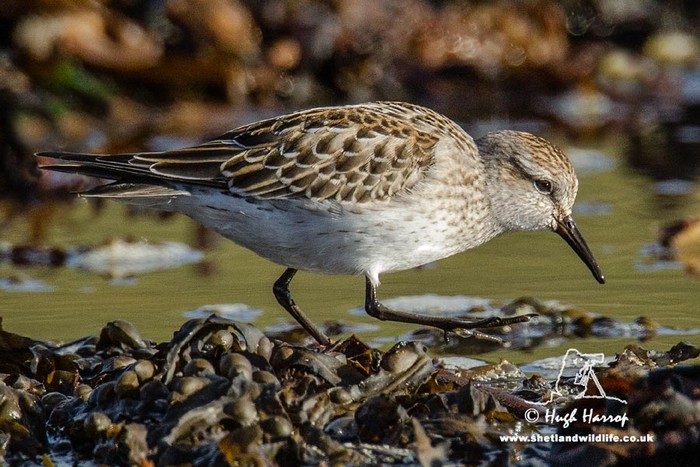 White-rumped Sandpiper