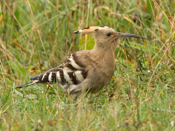 Hoopoe