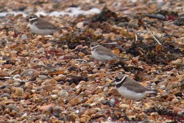 Semipalmated Plover