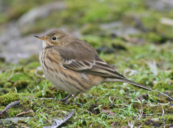 Buff-bellied Pipit