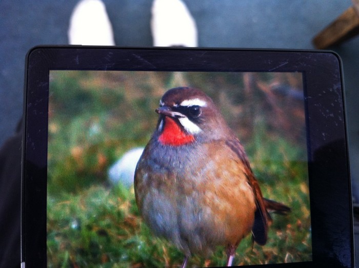 Siberian Rubythroat