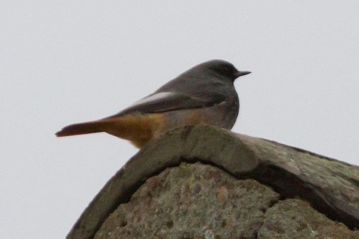 Black Redstart