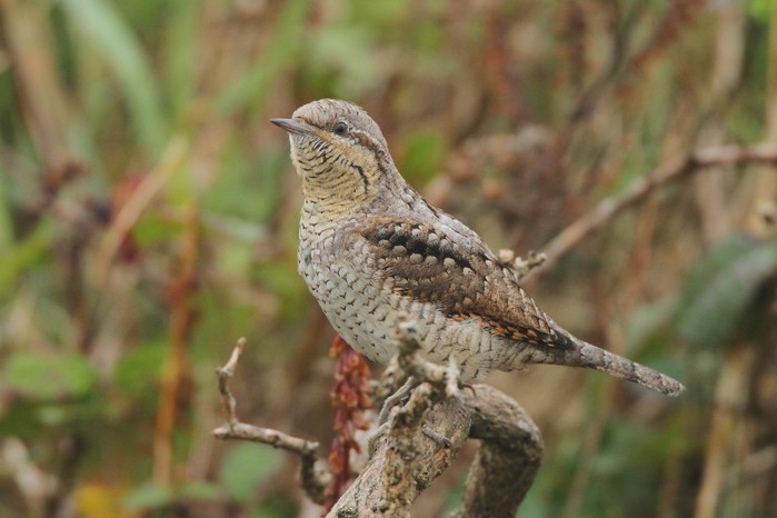Wryneck