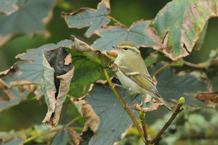 Yellow-browed Warbler