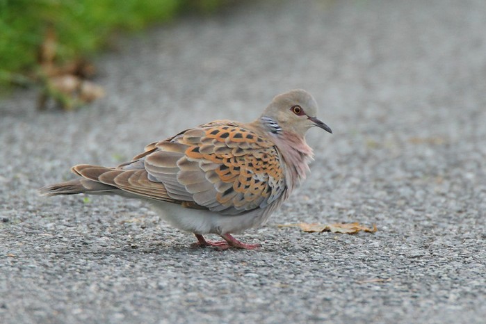Turtle Dove