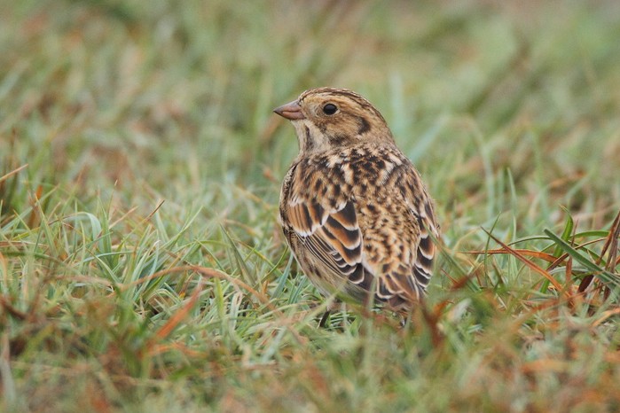 Lapland Bunting