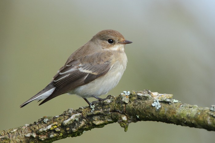 Pied Flycatcher