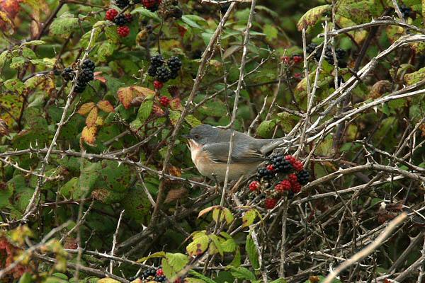 Subalpine Warbler