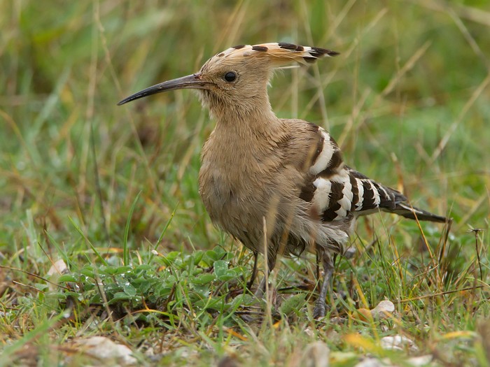 Hoopoe