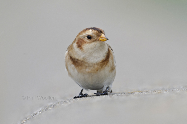 Snow Bunting
