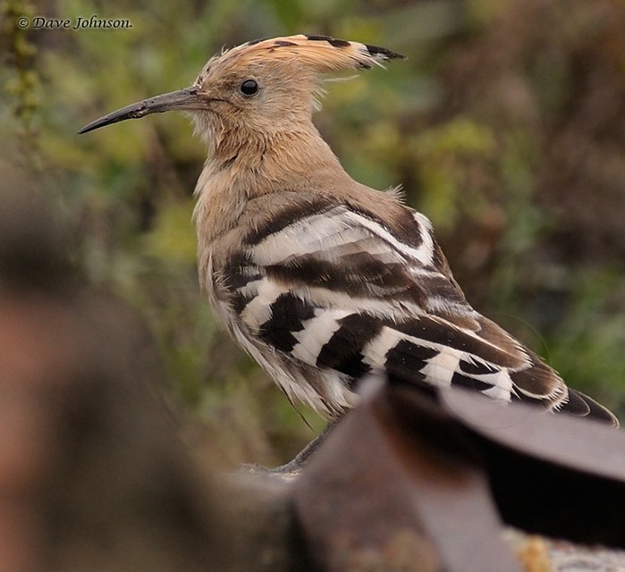 Hoopoe
