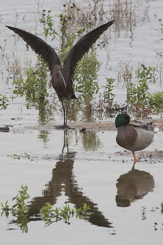 Glossy Ibis