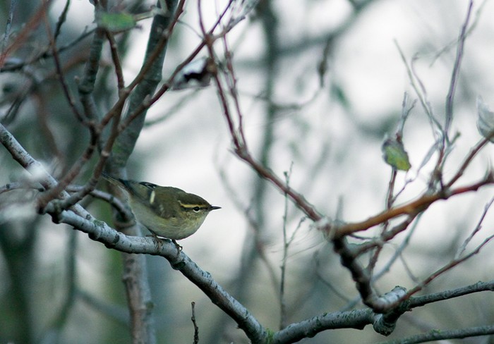 Yellow-browed Warbler