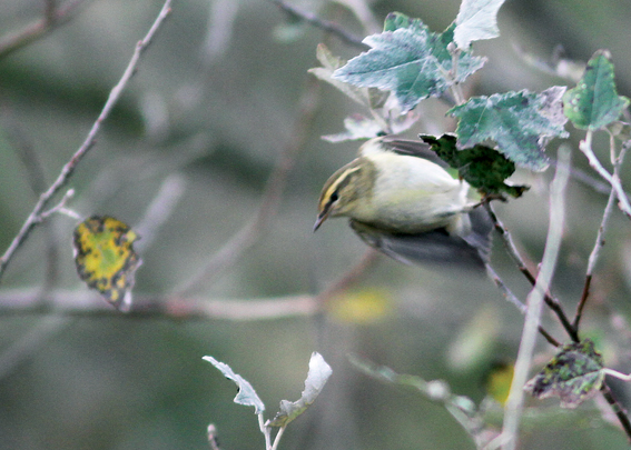 Yellow-browed Warbler