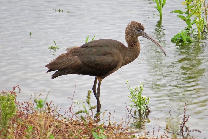 Glossy Ibis
