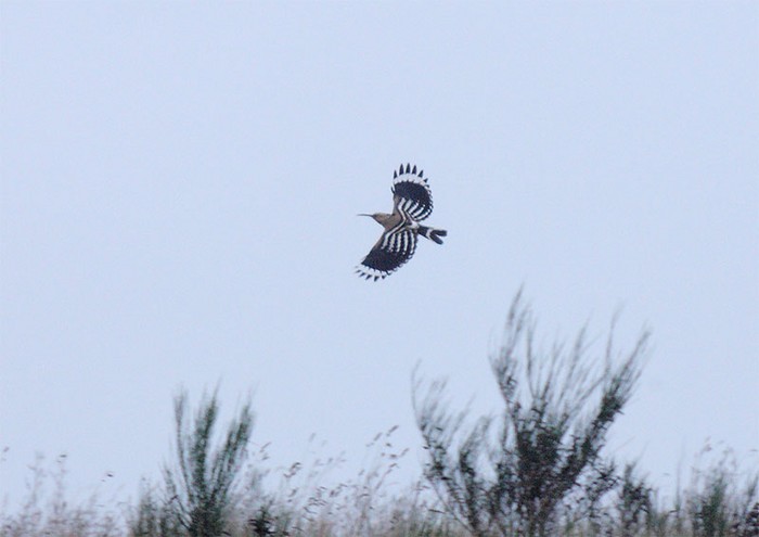 Hoopoe