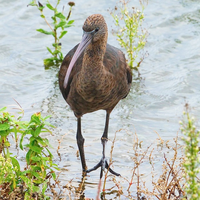Glossy Ibis