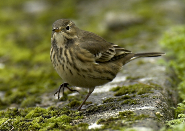Buff-bellied Pipit