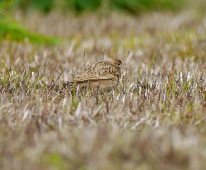 Short-toed Lark